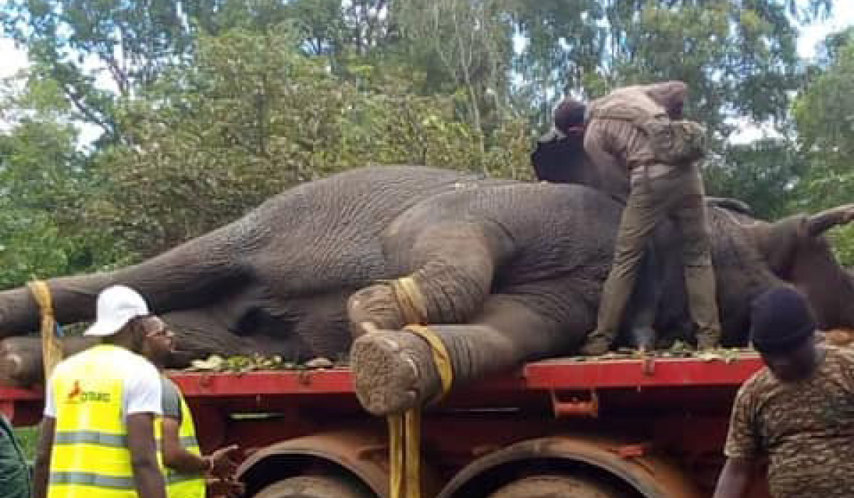 Hamed, l’Éléphant Solitaire de Côte d’Ivoire : Chronique d’un Retour au Zoo et des Défis de la Conservation