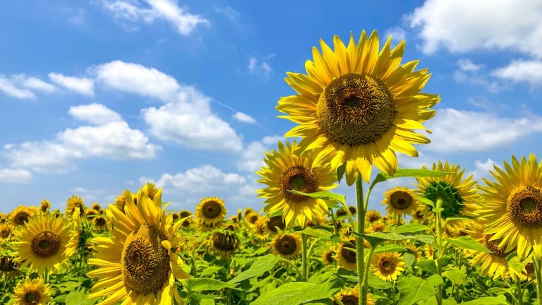 Le Tournesol en Algérie : Un Nouveau Départ pour l’Agriculture grâce à des Aides Publiques Conséquentes